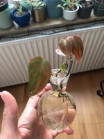 Philodendron micans Wasserableger Hannover - Mitte Vorschau