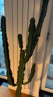 Kaktus Euphorbia Wolfsmilch 1,80m Thüringen - Sondershausen Vorschau