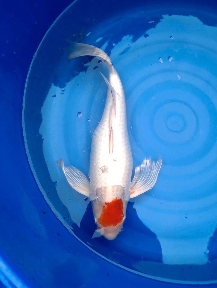 Koi Butterfly Longfin Tancho Kohaku ca.60cm groß in Achern