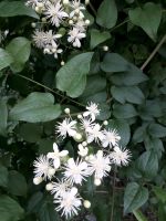 Garten Clematis  weiß Winterhart Berlin - Rudow Vorschau