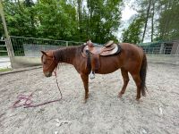 Quarter Horse Stute 3 jährig Baden-Württemberg - Spechbach Vorschau