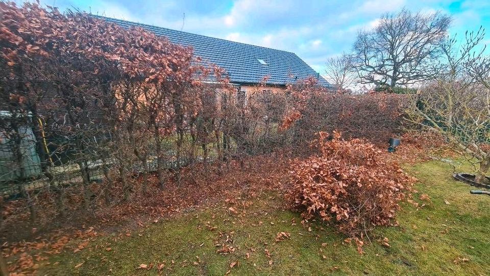 Gartengestaltung, Gartenpflege,Heckenschnitt,Baumschnitt, Gärtner in Rostock