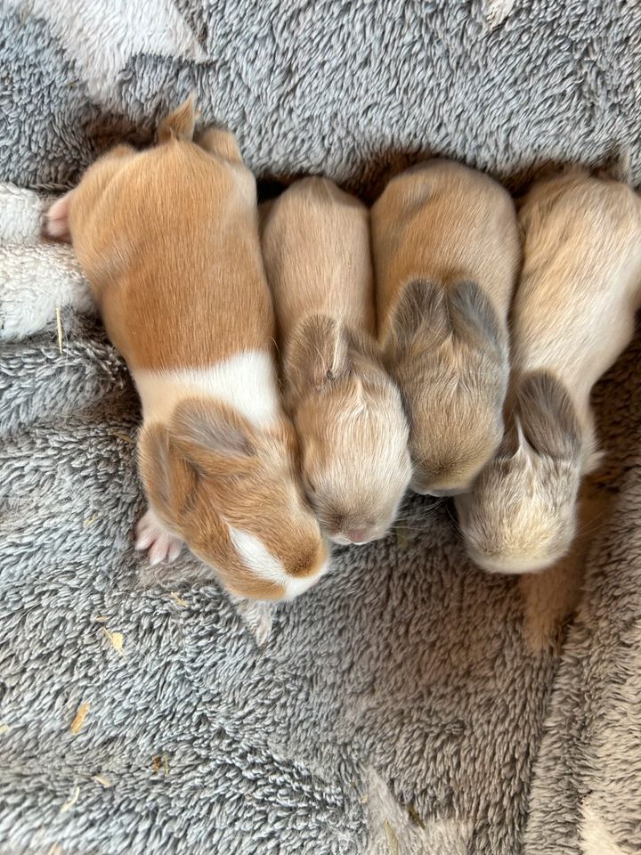 Minilop,  Mini Lop,  Häsin, Kastrat , Zwergkaninchen,  Zwergwidde in Goslar