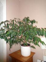 Ficus Exotica  -Pflanze für Wohnung  ,ca.B.80 o.Topf H.60cm Dortmund - Nette Vorschau