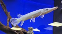 Platinum Alligatorhecht, Snow White Alligator Gar, AAA grade!!! Bayern - Schwarzenbruck Vorschau