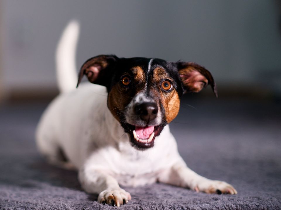 Kostenloses TFP Tiershooting Tierfotografie Hund Katzen Pferde in Passau