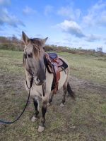 Konik Stute - Westernpferd- Fahrpferd-5 Jahre 142 cm groß Brandenburg - Stahnsdorf Vorschau