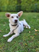 Lieber, kleiner BLANCO ❤️ aus dem Tierschutz sucht seine Familie Nordrhein-Westfalen - Altena Vorschau