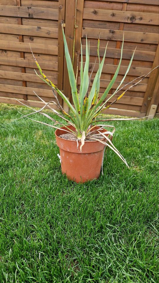 Yucca Gloriosa Palme winterhart (Kerzen-Palmlilie) in Uhingen