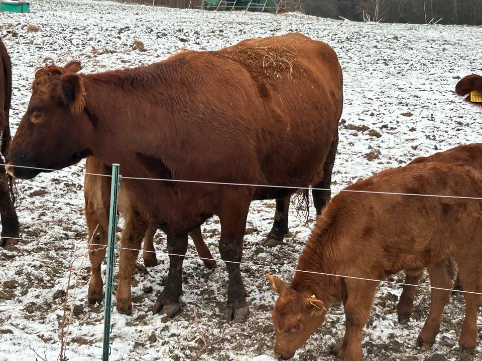 Rotes Angus in Dresden