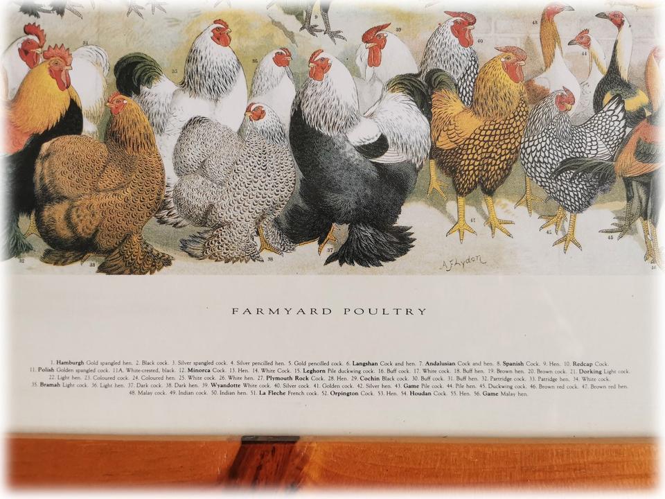 Gerahmter Druck <Farmyard Poultry> von Alexander Francis Lydon in Göttingen