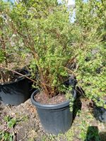 Größere Blühsträucher, Top Preis, Hecke, Hibiskus, u.a. Hessen - Gießen Vorschau