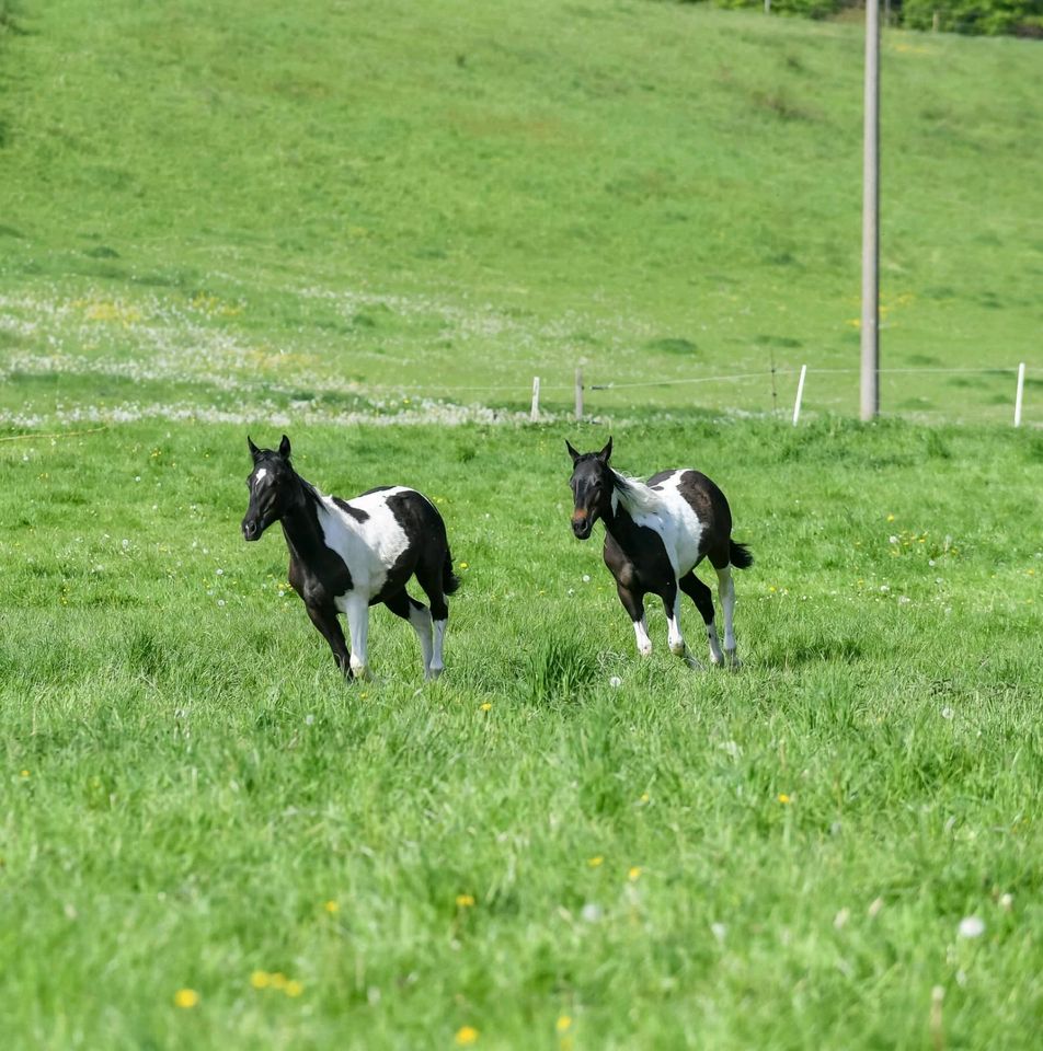 Paint Horse Stute Absetzer Schecke Pinto in Treffurt