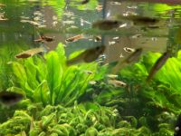 Guppy / Guppies zu verkaufen Baden-Württemberg - Graben-Neudorf Vorschau