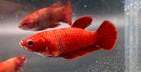 Kampffisch Weibchen rot Betta splendens  Jungfisch Bayern - Baldham Vorschau