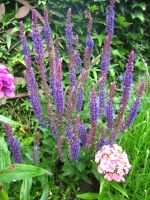 Ostfriesland Ziersalbei Salvia nemorosa Staude Steingarten Salbei Hessen - Liebenau Vorschau