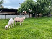 Berrichon du Cher Schafbock Baden-Württemberg - Salem Vorschau