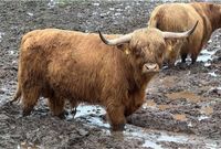 Schottisches Hochlandrind/ Deckbulle Bayern - Schopfloch Vorschau