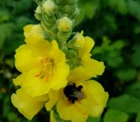 Königskerzen und andere winterharte Stauden auch als Blumensamen Leipzig - Großzschocher Vorschau