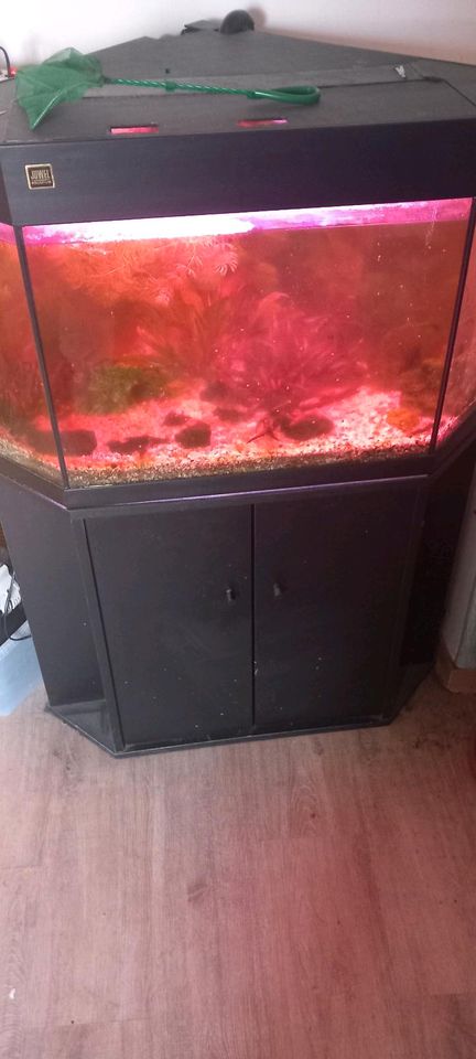 Aquarium komplett mit Fische in Südharz