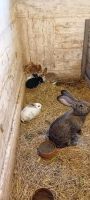 Junge Kaninchen zu verkaufen Niedersachsen - Moorweg Vorschau