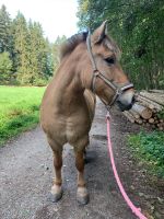 Reitbeteiligung Baden-Württemberg - Obergröningen Vorschau