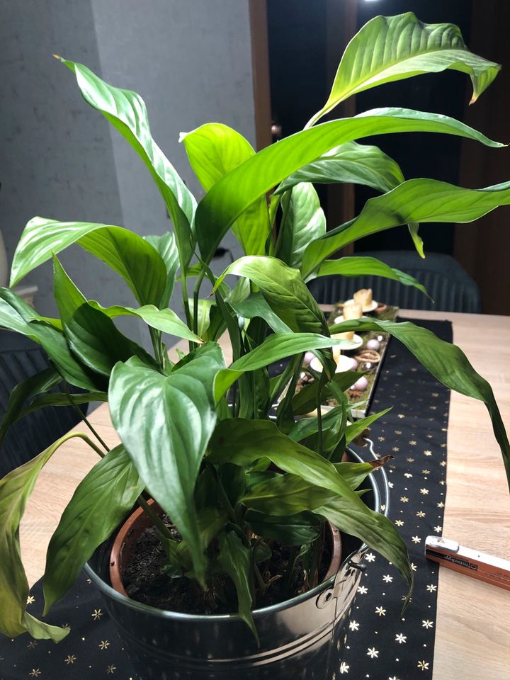 Einblatt Spathiphyllum in Garrel