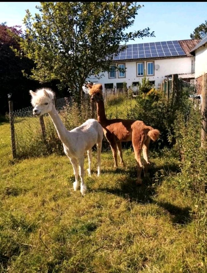 Ferienwohnung, Urlaub auf dem Bauernhof, Ferien mit Hund in Auw bei Prüm