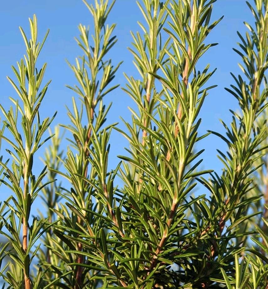 Rosmarin Nachzuchten aus dem Biogarten in Essen