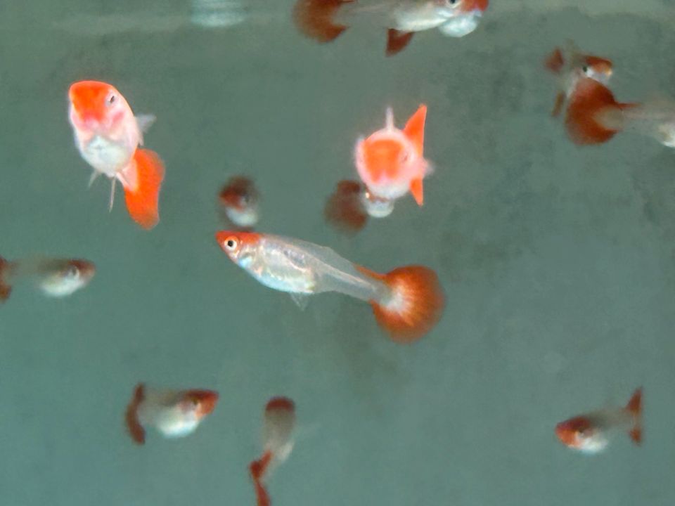 Koi Red Cap  Guppy 3-3,5cm  Männchen u. Weibchen in Rangendingen