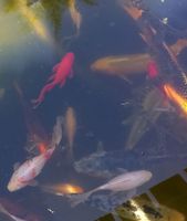 Koi + div Goldfische großer Natur-Teichbesatz f.großen Teich Feldmoching-Hasenbergl - Feldmoching Vorschau