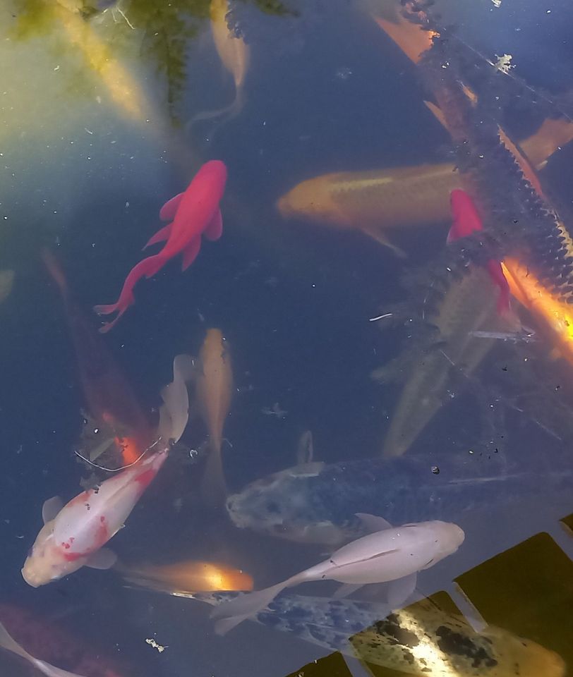 Koi + div Goldfische großer Natur-Teichbesatz f.großen Teich in München