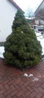 Zwergfichte Picea glauca Baden-Württemberg - Buchen (Odenwald) Vorschau