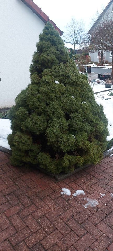 Zwergfichte Picea glauca in Buchen (Odenwald)