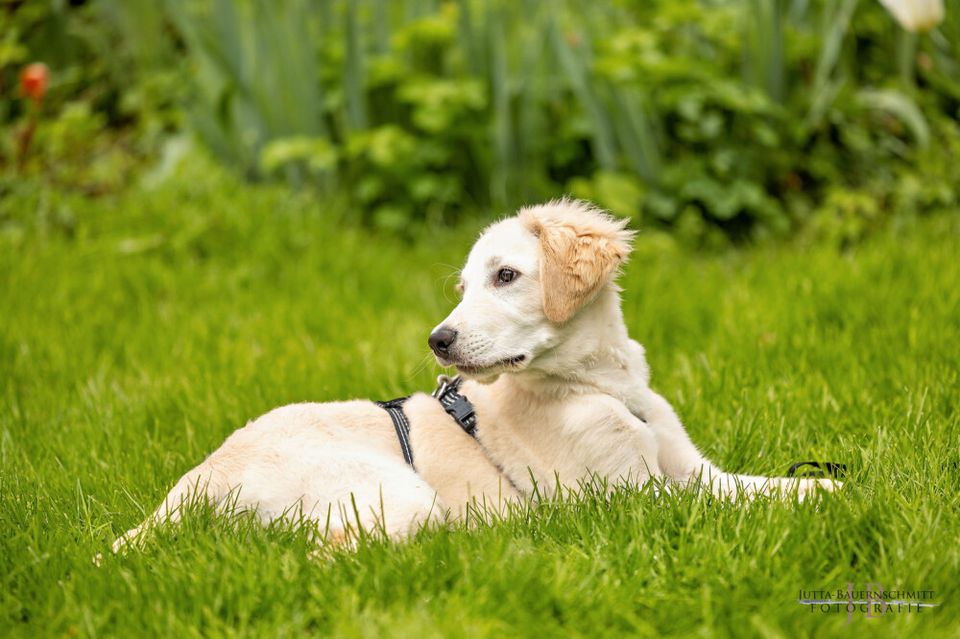 Zeusi, Golden Retriever-Pyrenäen-Berghund-Mix, 4 M., männlich in Lauf a.d. Pegnitz