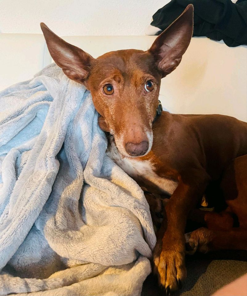 LUNA Podenco Maneto Hündin Tierschutz Hund in Eystrup