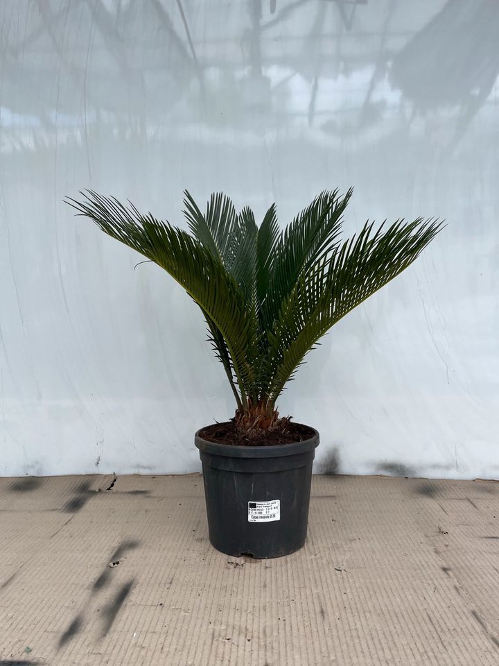 Sagopalmfarn Cycas Revoluta Palme | S | ca. 60cm in Stuttgart