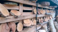 Baumscheiben Holzscheiben Niedersachsen - Ostrhauderfehn Vorschau
