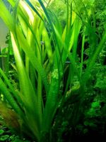 Vallisneria gigantea - Wasserpflanze für Ihr Aquarium Bayern - Schweinfurt Vorschau