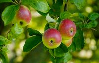 Äpfel aus biologischem Anbau Hessen - Modautal Vorschau