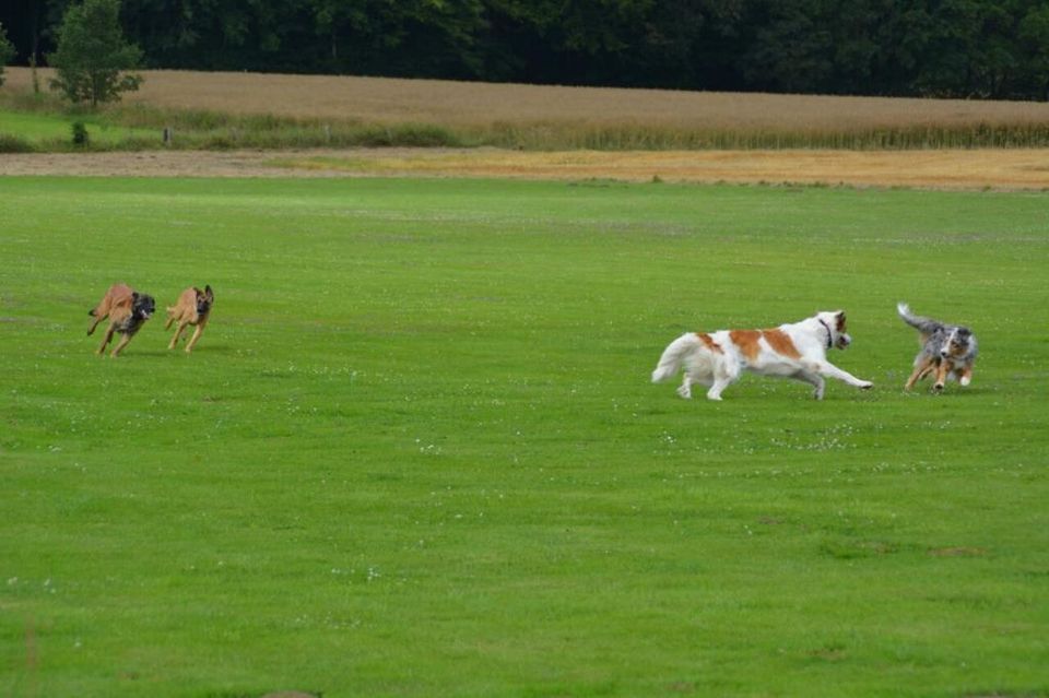 Professioneller Gassi-Service Kassel dogwalking Hundebetreuung in Kassel