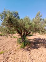 Olivenhain in ländlicher Umgebung von Marsala / Sizilien Baden-Württemberg - Wangen im Allgäu Vorschau