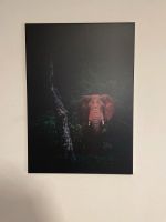 Leinwand Elefant 50x70cm Baden-Württemberg - Hirschberg a.d. Bergstr. Vorschau