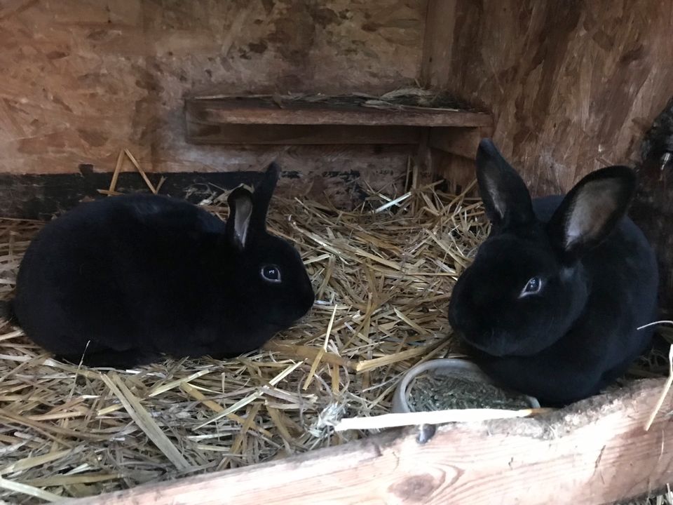 Kaninchen, kleine Kaninchen, Kleinrex schwarz in Aurich