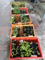 Tomaten Jungpflanzen aus eigener Anzucht Niedersachsen - Großheide Vorschau