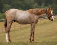 2022 Quarter Horse *Red Roan*, Allrounder Bayern - Roding Vorschau