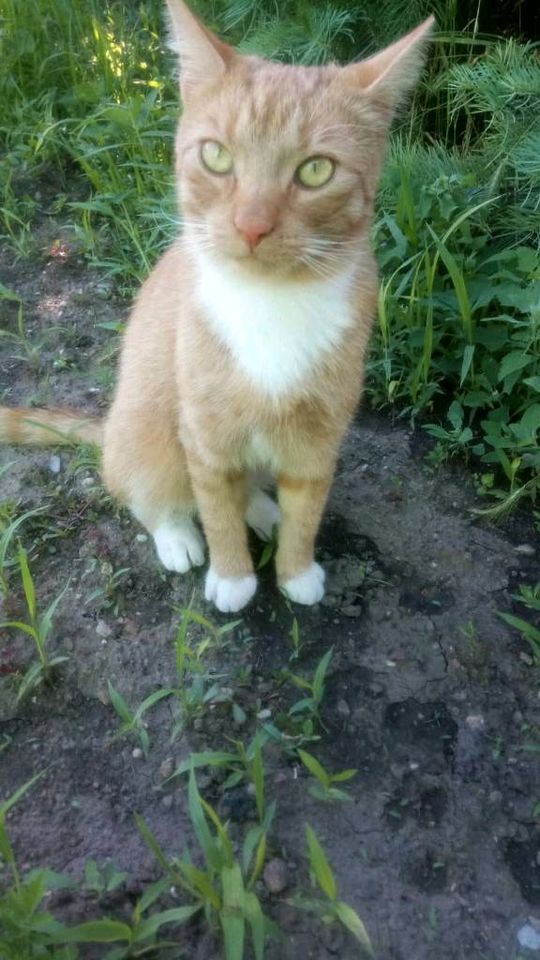 Kater vermisst in Glauzig