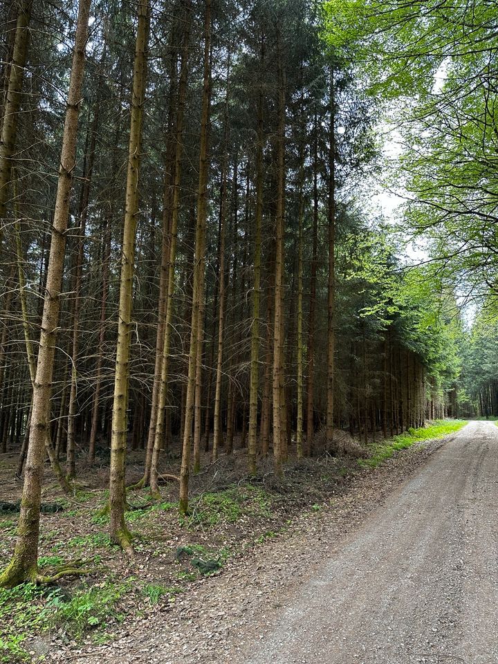 Brennholz - Fichte - Ab Wald - Selbstwerber in Eppishausen