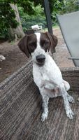 ♥ PUDDING, ca. 2,5 Jahre, Terrier-Pointer- Mix ♥ Schleswig-Holstein - Nahe Vorschau