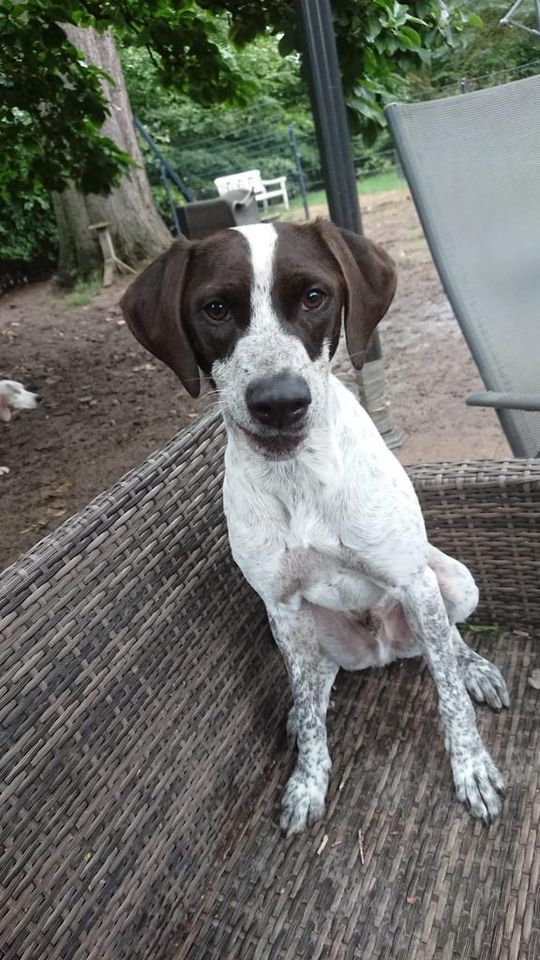 ♥ PUDDING, ca. 2,5 Jahre, Terrier-Pointer- Mix ♥ in Nahe